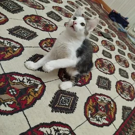 Котенок