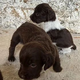 Spaniel awcy it