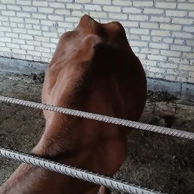 sygyr