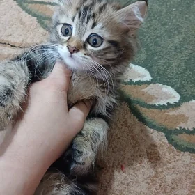 котёнок кошка котята