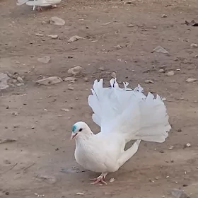 kepderi