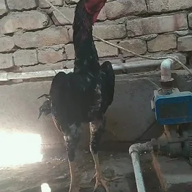 JUJAN ADY AFDAMAT