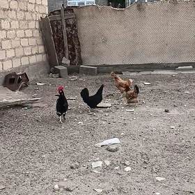 Tawuk