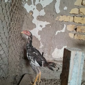 baysow