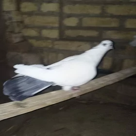 kepder