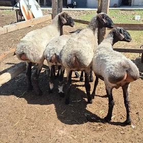 işşek bakylan