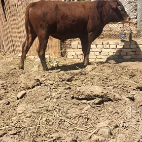 Öküz 3sany