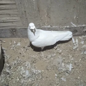 kepderi