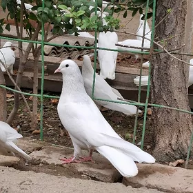 kepderi