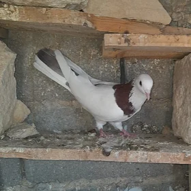 kepderi