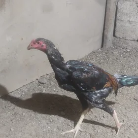 horaz