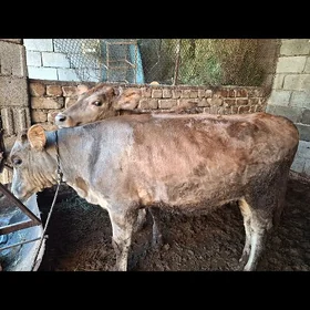tuwe mal