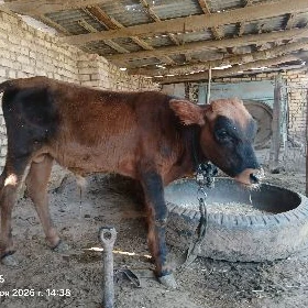 okuzce