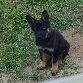 Awçarka