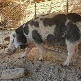 Donuz