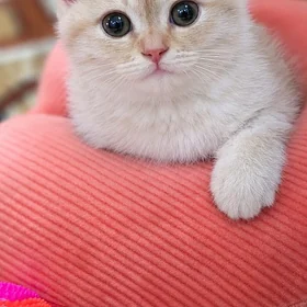 шотландский котенок