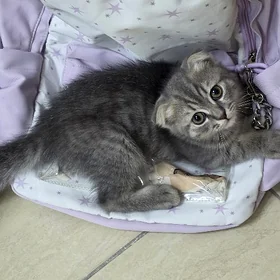 шотландский котенок вислоухий