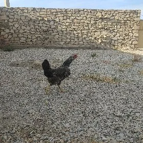 TOWUK SATLYK GUZLAP DURAN