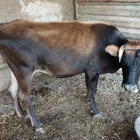 Sygyr