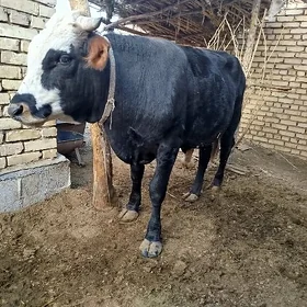 öküz
