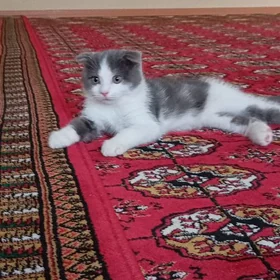 кошка