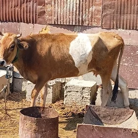 Sygyr 1 guzlan