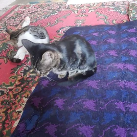 Pişik
