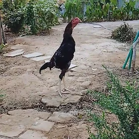 taskenttaskent  horoz
