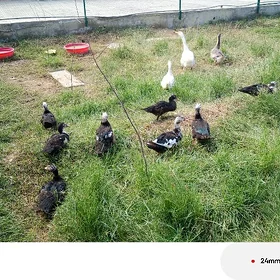 Ýaşylbaş