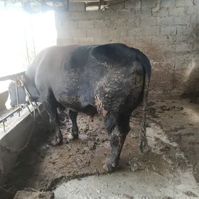 ökuz
