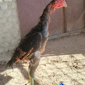 horaz