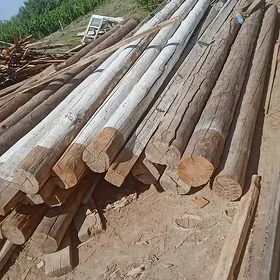 POLLUK AGAC KONE JAY SOKUP ALY