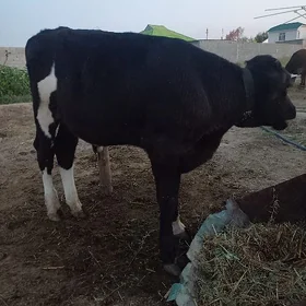 Göle