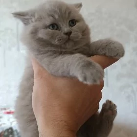 котята