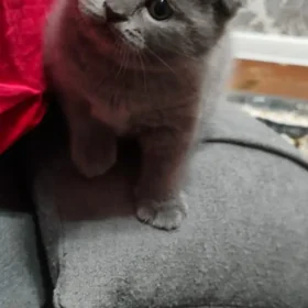 котята