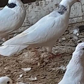 Kepderi