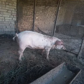 Donuz