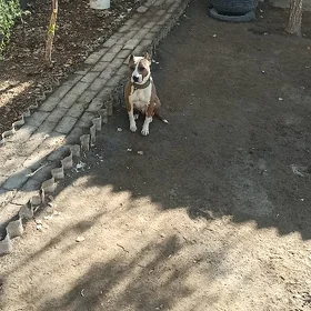 Кобель