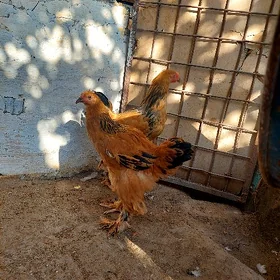 brama
