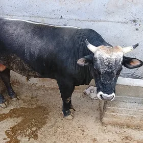 öküz