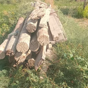 tagta agaç