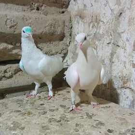 Kepderi