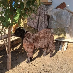 Semizje çewiş