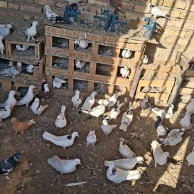 kepderi