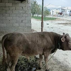ökuz