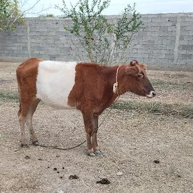 Tüwe