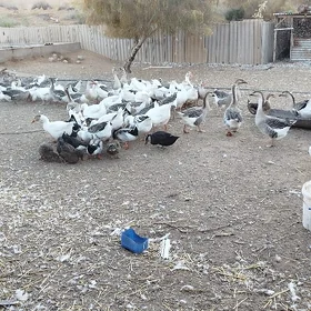 Ýaşyl baş ördek