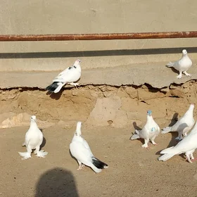 Kepderi