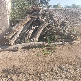 odun mangal