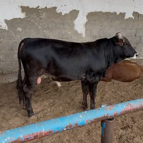 oküz